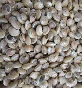 Tiny Pearlized Umbonium Shells, 1/8 inch to 1/2 inch - <font color=red> Discount Priced</font> Case: 25 @ $3.60 a kilo