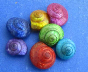 2.2 pounds Tiny Dyed Umbonium Shells, 1/8 inch to 1/2 inch - $9.20 a bag; 3 @ $8.25 bag