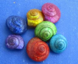 2.2 pounds Tiny Dyed Umbonium Shells, 1/8 inch to 1/2 inch - $9.20 a bag; 3 @ $8.25 bag