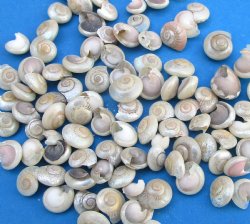 Tiny Pearlized Umbonium Shells, Under 1/2 inch - $6.40 a kilo; 3 @ $5.80 a kilo