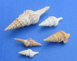 Bulk Mixed Turris Shells for Crafts – 13 Kilo Bulk Case (29 lbs) - 13 kilos @ $6.93 a kilo