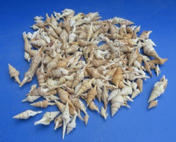 Bulk Mixed Turris Shells for Crafts – 13 Kilo Bulk Case (29 lbs) - 13 kilos @ $6.93 a kilo