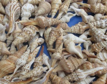 Bulk Mixed Turris Shells for Crafts – 13 Kilo Bulk Case (29 lbs) - 13 kilos @ $6.93 a kilo