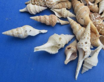 Bulk Mixed Turris Shells for Crafts – 13 Kilo Bulk Case (29 lbs) - 13 kilos @ $6.93 a kilo