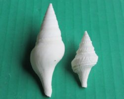 3/4 to 1-3/4 inches White Mixed Turris Shells - Bulk Case:15 kilos  @ $6.00 a kilo; 2 <font color=red> Wholesale</font> Cases @ $4.40 kilo