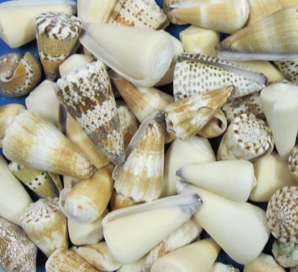 2 to 3 inches Wholesale Assorted Cone Shells in Bulk Case of 400 .28 each