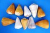 5 to 6 inches Assorted Large Cone Shells for Sale -  Pack of 4 @ $7.00 each