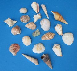 Large Indian Assorted Craft Seashells 1 to 3-1/2 inches - 4 pounds @ $12.99 a bag; 3 Bags @ $11.55 a bag