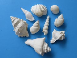 Assorted Large White Seashells for Crafts <font color=red>  Wholesale </font>, 1-1/4" - 3-3/4"   - Case of 10 gallons @ $14 a gallon
