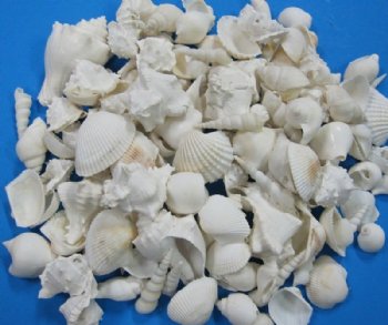 Assorted Large White Seashells for Crafts <font color=red>  Wholesale </font>, 1-1/4" - 3-3/4"   - Case of 10 gallons @ $14 a gallon