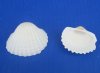 1-3/4 to 2-1/4 inches Large White Ribbed Cockle Shells for Crafts, White Cardium Shells, Anadora Granosa in Bulk Bags of 1 kilo (2.2 lbs) @ $5.90 a bag; Pack of 3 kilos @ $5.30 a bag