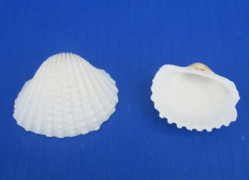 1-3/4 to 2-1/4 inches Large White Ribbed Cockle Shells , Anadora Granosa <font color=red> Wholesale</font> - Minimum 2 Cases of 20 kilos @ $2.60 a kilo