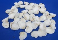 1-1/4 to 1-3/4 inches Medium White Ribbed Cockle Shells Bulk - Case: 22 kilos @ $4.00 a kilo; <font color=red> Wholesale</font> 2 cases @ $2.60 a kilo