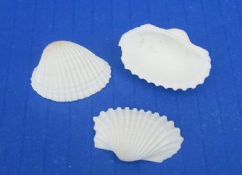 Small White Ribbed Cockle Shells 1 to 1-1/4 inches - $6.00 a kilo; 3 kilos @ $5.20 a kilo