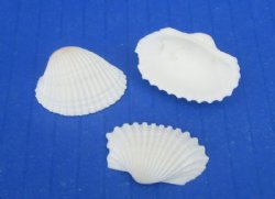 Small White Ribbed Cockle Shells 1 to 1-1/4 inches - $6.00 a kilo; 3 kilos @ $5.20 a kilo