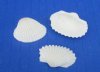 1 to 1-1/4 inches Small White Ribbed Cockle Shells in Bulk, White Cardiums-  Case of 20 kilos (44 pounds) for $4.35 a kilo; 2 or More <font color=red> Wholesale</font> Cases  @ $2.90 a kilo  