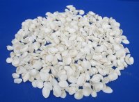 Small White Ribbed Cockle Anadora Granosa Shells 1 to 1-1/4 inches - Case of 20 kilos for $4.35 a kilo;