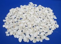 Small White Ribbed Cockle Shells 1 to 1-1/4 inches - $6.00 a kilo; 3 kilos @ $5.20 a kilo