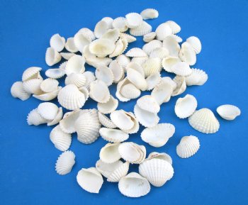 Extra Small White Ribbed Cockle Shells, Anadora Scapa,  3/4 to 1 inch -  Case: 21 kilos @ $4.30 a kilo; <font color=red> 2 Wholesale Cases </font> @ $3.50 a kilo