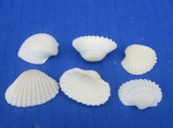 Tiny White Ribbed Ribbed Cockle Shells, Anadora Granosa Under 1 Inch - Case of 25 kilos (55 pounds) @ $3.60 a kilo; 2 <font color=red>Wholesale </font> Cases  @ $3.35 a kilo