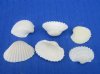 Tiny White Ribbed Cockle Shells, White Cardium Shells, Anadora Granosa, Under 1 inch  - $5.99 a kilo; 3 kilos @ $5.40 a kilo