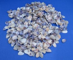 Wholesale Donax Townsendi Wedge Shells Bulk Case â€“ 33 lbs (15kg) for Crafting - Minimum: 2 Cases of 15 kilos @ $4.50 a kilo