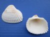 1-3/4 to 2-1/4 inches Large White Ribbed Cockle Shells for Crafts in Bulk, Anadora Scapa - Bag of 1 kilo (2.2 pounds) @ $5.00 a kilo; Pack of 4 kilos @ $4.00 kilos 