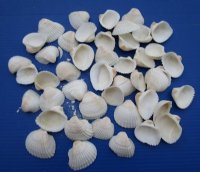 1-3/4 to 2-1/4 inches Large White Ribbed Cockle Shells <font color=red> Wholesale</font> , Anadora Scapa - Minimum: 2 Cases 26 kilos @ $2.20 a kilo