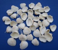 1-3/4 to 2-1/4 inches Large White Ribbed Cockle Shells , Anadora Scapa, - Bulk Case of 26 kilos @ $3.30 a kilo