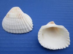 1-3/4 to 2-1/4 inches Large White Ribbed Cockle Shells , Anadora Scapa, - Bulk Case of 26 kilos @ $3.30 a kilo
