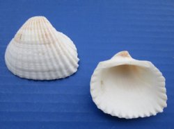 1-3/4 to 2-1/4 inches Large White Ribbed Cockle Shells  Anadora Scapa - $5.00 a kilo; 4 @ $4.00 kilos 