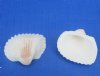 3/4 to 1-1/4 inches Small Ribbed Cockle Shells for Crafts, Anadora Scapa  Shells in Bulk - 1 Case of 20 kilos (48.4 pounds) @ $4.50 a kilo; 2 <font color=red>Wholesale</font> Cases @ $3.50 a kilo