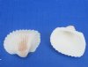 3/4 to 1-1/4 inches Small White Ribbed Cockle Shells for Crafts, Andora Scapa - Packed 1 kilo (2.2 pounds) @ $8.00 a bag; Pack of 4 bags (2.2 pounds each) @ $5.60 a bag