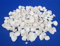 3/4 to 1-1/4 inches Small White Ribbed Cockle Shells, Andora Scapa - $6.60 a kilo; 4 @ $5.60 a kilo