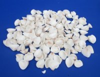 3/4 to 1-1/4 inches Small Ribbed Cockle Shells, Anadora Scapa - Bulk Case of 20 kilos @ $4.50 a kilo