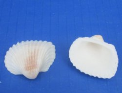 3/4 to 1-1/4 inches Small White Ribbed Cockle Shells, Andora Scapa - $6.60 a kilo; 4 @ $5.60 a kilo