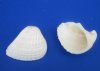  2 to 2-3/4 inches Wholesale White Ribbed Cockle Shells in Bulk, Anadora Scapa, - Bulk Case of 28 kilos (61.6 pounds) @ $3.21 a kilo (2.2 pounds); 2 Wholesale Cases of 28 kilos each @ $2.45 a kilo
