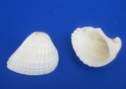  White Ribbed Cockle Shells, Anadora Scapa 2 to 2-3/4 inches, - Case: 28 kilos @ $3.21 a kilo ;  