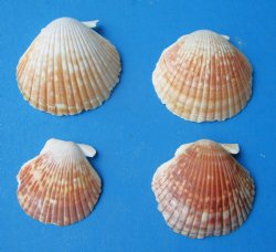 Pecten Pyxidatatus Cup Shell, 1 to 2 inches -  $10.40 a kilo; 3 kilos @ $9.36 a kilo