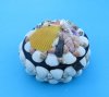 3-3/4 inches Round Seashell Jewelry Box with Black Felt Interior and Covered with Beautiful Small Natural Seashells - $6.99 each