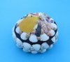 3-3/4 inches Round Seashell Covered Jewelry Box - $6.99 each; 6 @ $4.99 each