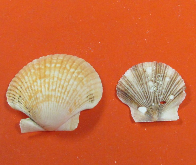 Bulk Small Pecten Pyxidata Scallop Shells, Pecten Flats and Deeps Scallop
