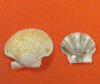 Bulk Small Pecten Pyxidata Scallop Shells, Pecten Flats and Deeps Scallop Shells for Crafts 1 to 2 inches in size - Packed: 1 kilo (2.2 pounds) @ $10 a bag; 3 bags of 2.2 pounds each @ $9.00 a bag