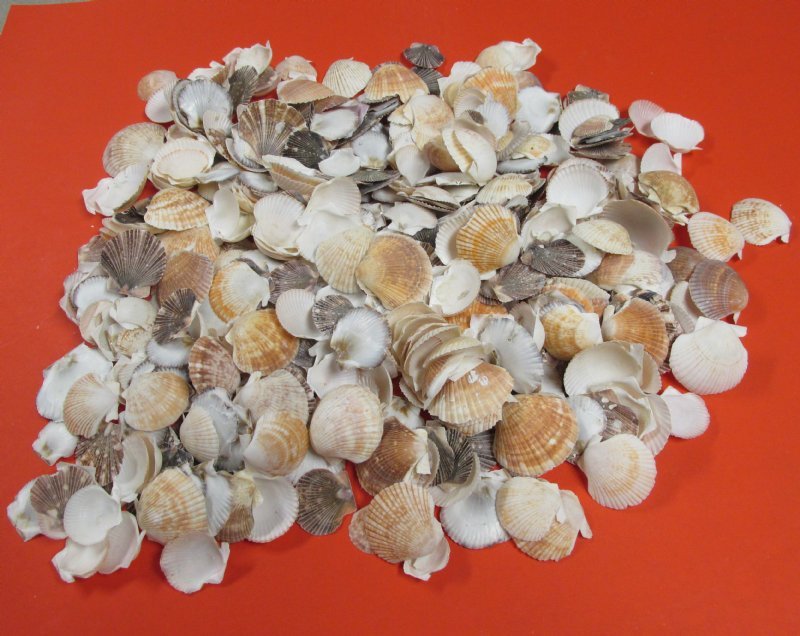 Bulk Small Pecten Pyxidata Scallop Shells, Pecten Flats and Deeps Scallop