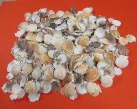 Small Pecten Pyxidata Scallop Shells, Pecten Flats and Deeps Scallops 1 to 2 inches  -  $7.65 a kilo; 3 @ $7.80 a kilo