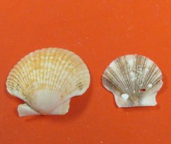 Small Pecten Pyxidata Scallop Shells, Mixed Flats and Deep 1 to 2 inches - Case: 13 kilos @ $6.40 a kilo 