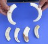 6 piece lot of 4 to 8 inch Warthog Tusks, Warthog Ivory from African Warthog weighing .95 of a pound (You are buying the tusks in the photo) for $80.00