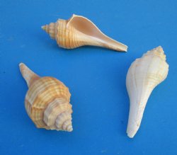 Ternate False Fusus Shells, Hemifusus Ternatanus, 3 to 4 inches - 25 @ .40 each; 100 @ .35 each