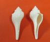 Bulk White Fusus Shells for Sale for Crafts  2-1/2 to 3-1/2 inches - Bag of 25 @ .45 each; Bag of 75 @ .40 each; Bag of 150 @ .35 each; <font color=red>Wholesale</font> Pack of 400 @ .25 each