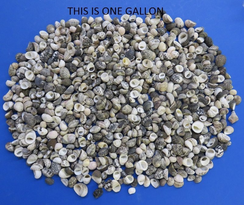 41/2 pounds Bulk Tiny Assorted Nerit Snail Shells 1/2 inch to 11/4